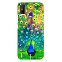 Чехол с птицами на TECNO Spark Power 2 (LC8) (VPrint) (Яркий Павлин)