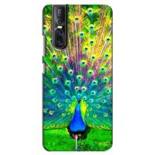 Чехол с птицами на Vivo V15 Pro (VPrint) (Яркий Павлин)