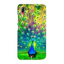 Чехол с птицами на Vivo Y93 / Y93S (VPrint) (Яркий Павлин)