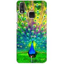 Чехол с птицами на Vivo Y95 (VPrint) (Яркий Павлин)