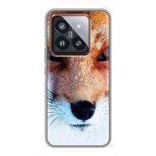 Чехол с Лисичкой для Xiaomi 14 Pro – Рыжая Лисичка