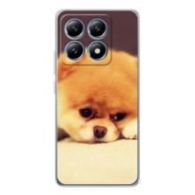 Чехол (ТПУ) Милые собачки для Xiaomi 14T – Померанский шпиц