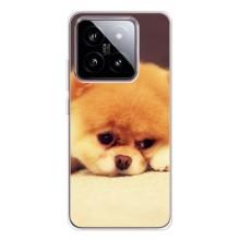 Чехол (ТПУ) Милые собачки для Xiaomi 15 – Померанский шпиц