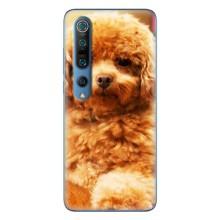 Чохли з собаками для Xiaomi Mi 10 Pro (VPrint) (Цуценя Бішон)