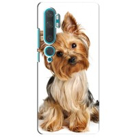 Чехол (ТПУ) Милые собачки для Xiaomi Mi 10 (Собака Терьер)