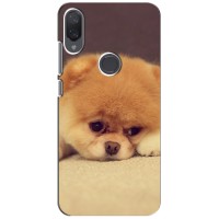Чехол (ТПУ) Милые собачки для Xiaomi Mi Play – Померанский шпиц