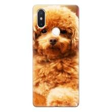 Чохли з собаками для Xiaomi Mi8 Special Edition (VPrint) – Цуценя Бішон