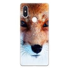 Чехол с Лисичкой для Xiaomi Mi8 Special Edition – Рыжая Лисичка