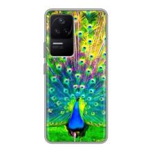 Чохол з пташками на Xiaomi POCO F4 (5G) (VPrint) (Яскравий Павлин)