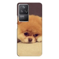 Чехол (ТПУ) Милые собачки для Xiaomi POCO F4 (5G) (Померанский шпиц)