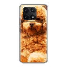 Чехлы с собаками для Xiaomi POCO F6 Pro (VPrint)