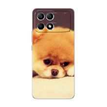 Чохол (ТПУ) Милі песики для Xiaomi POCO F6 (Померанский шпіц)