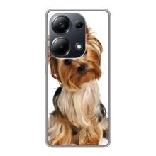 Чехол (ТПУ) Милые собачки для Xiaomi POCO M6 Pro – Собака Терьер