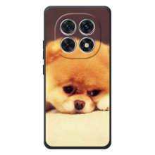 Чохол (ТПУ) Милі песики для Xiaomi Poco M8 (Померанский шпіц)