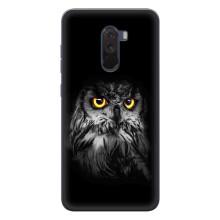 Чехлы с принтом СОВЫ для Xiaomi POCO F1 – Сова на чёрном