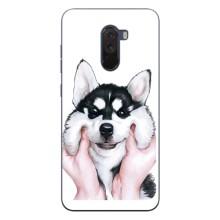 Бампер для Xiaomi POCO F1 с картинкой "Песики" (Собака Хаски)