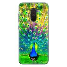 Чохол з пташками на Xiaomi POCO F1 (VPrint) (Яскравий Павлин)