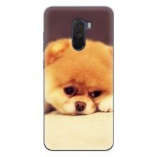 Чехол (ТПУ) Милые собачки для Xiaomi POCO F1 (Померанский шпиц)