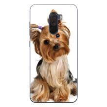 Чехол (ТПУ) Милые собачки для Xiaomi POCO F1 (Собака Терьер)