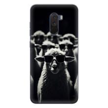 Чехол с принтом стильные животные для Поко Ф1 – Овечка в очках