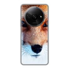 Чехол с Лисичкой для Xiaomi Redmi A3 – Рыжая Лисичка