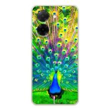 Чехол с птицами на Xiaomi Redmi A5 (VPrint) (Яркий Павлин)