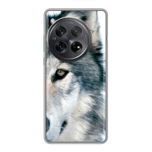 Чехлы с картинками животных Xiaomi Redmi K80 Pro – Волк