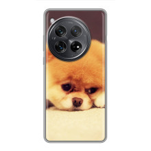 Чехол (ТПУ) Милые собачки для Xiaomi Redmi K80 (Померанский шпиц)