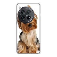 Чехол (ТПУ) Милые собачки для Xiaomi Redmi K80 (Собака Терьер)