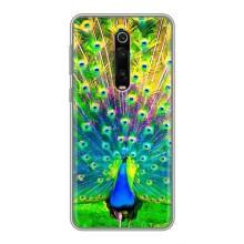 Чехол с птицами на Xiaomi Mi 9T Pro (VPrint) (Яркий Павлин)