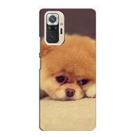 Чехол (ТПУ) Милые собачки для Xiaomi Redmi Note 10 Pro (Померанский шпиц)
