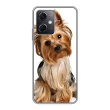 Чехол (ТПУ) Милые собачки для Xiaomi Redmi Note 12 (5G) – Собака Терьер