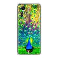Чехол с птицами на Xiaomi Redmi Note 12s (VPrint) (Яркий Павлин)