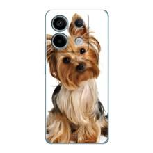 Чохол (ТПУ) Милі песики для Xiaomi Redmi Note 13 Pro (5G) (Пес Терьєр)