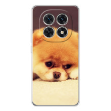 Чохол (ТПУ) Милі песики для Xiaomi Redmi Note 15 5G (Померанский шпіц)