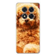 Чехлы с собаками для Xiaomi Redmi Note 15 Pro (VPrint) (Щенок Бишон)