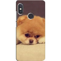 Чехол (ТПУ) Милые собачки для Xiaomi Redmi Note 5 Pro (Померанский шпиц)