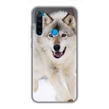 Чохол з Вовком на Xiaomi Redmi Note 8 (Вовк біжить по снігу)