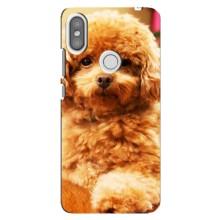 Чохли з собаками для Xiaomi Redmi S2 (VPrint) (Цуценя Бішон)