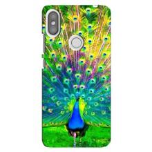 Чохол з пташками на Xiaomi Redmi S2 (VPrint) (Яскравий Павлин)