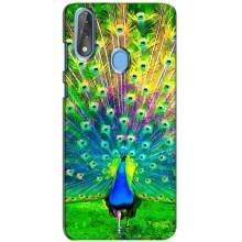Чехол с птицами на ZTE Blade V10 (VPrint) (Яркий Павлин)