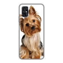 Чохол (ТПУ) Милі песики для ZTE Blade V2020 Smart (Пес Терьєр)
