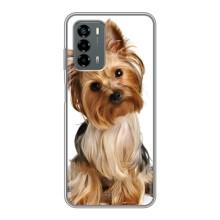 Чехол (ТПУ) Милые собачки для Blade V40 Vita – Собака Терьер