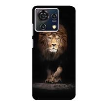 Чехол с картинкой на ZTE Blade V50 Vita – Красивый Лев
