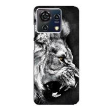 Чехол с картинкой на ZTE Blade V50 Vita – Злой ЛЕВ