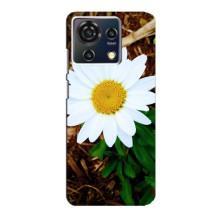 Чохол з ромашками на ZTE Blade V50 Vita – Біла ромашка