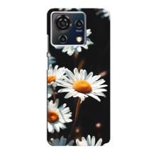 Чохол з ромашками на ZTE Blade V50 Vita – Білі ромашки