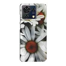 Чохол з ромашками на ZTE Blade V50 Vita – Квіти Ромашки