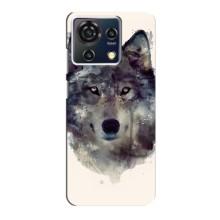 Чохол з Вовком на ZTE Blade V50 Vita – Вовк