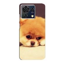Чехол (ТПУ) Милые собачки для ZTE Blade V50 Vita (Померанский шпиц)